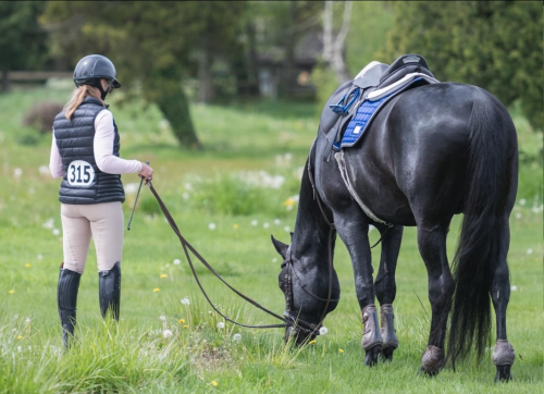 A horse grazing in a field of grass